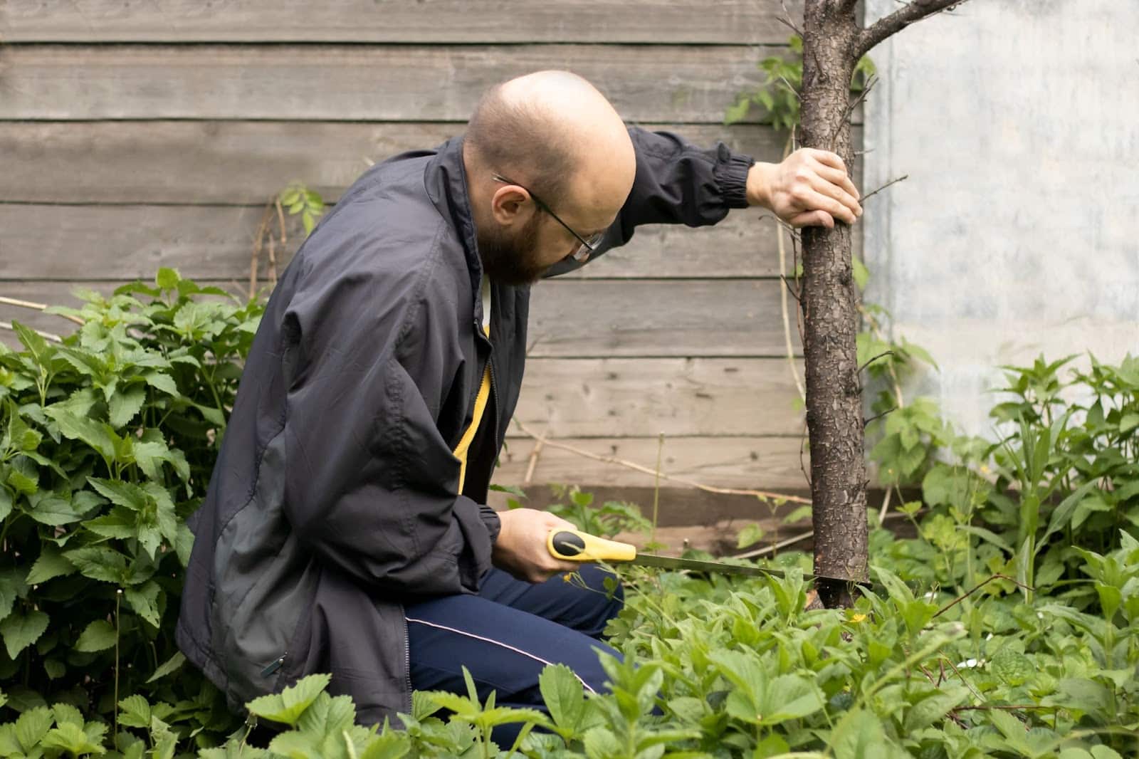 Man Cutting Down Small Tree in His Yard