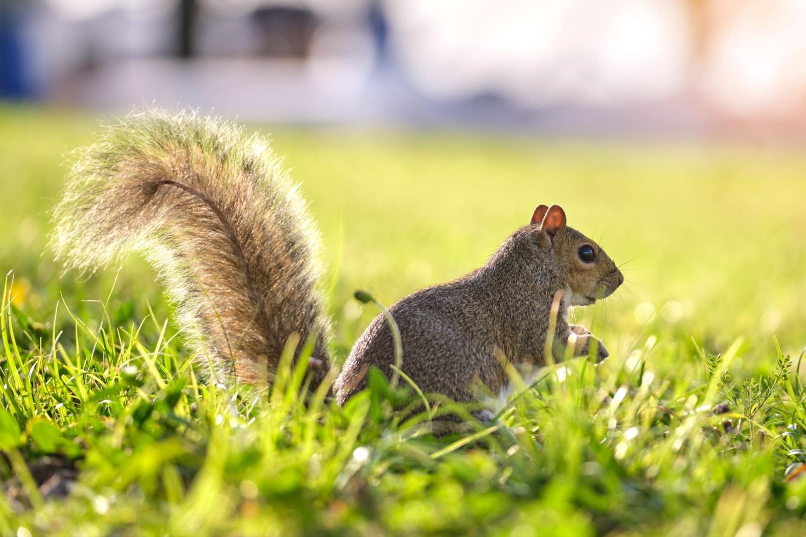 Squirrel Sitting Up in Grass Looking at Cameraman